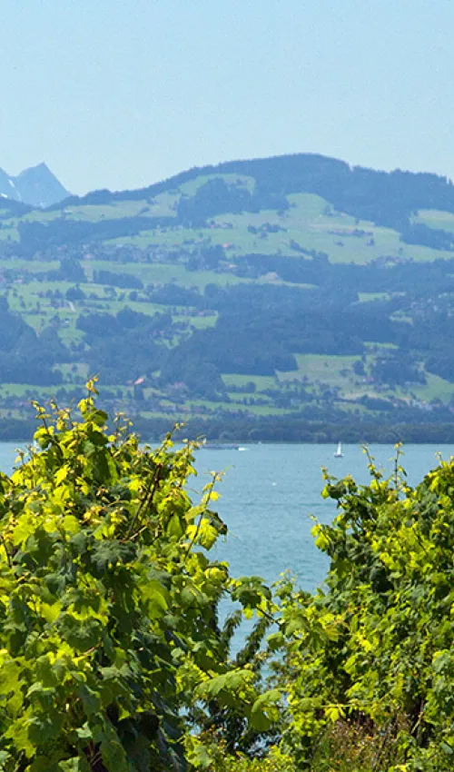 Blick auf den Bodensee