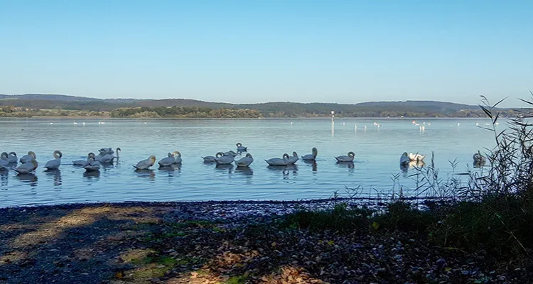 Ufer der Halbinsel Höri